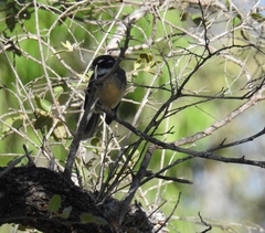 Rhipidura albiscapa alisteri