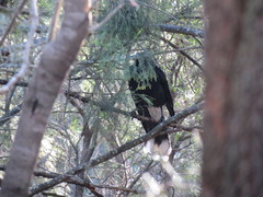 Strepera versicolor arguta