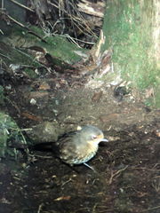 Pycnoptilus floccosus