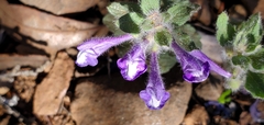 Scutellaria tuberosa