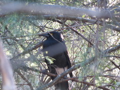 Strepera versicolor arguta