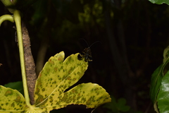 Panorpa japonica