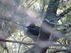 Strepera versicolor arguta