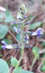 Salvia tricuspidata