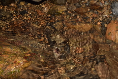 Geothelphusa dehaani