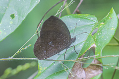 Godartiana muscosa