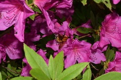 Bombus diversus