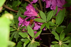 Bombus diversus