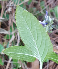 Salvia tricuspidata