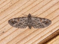 Eupithecia graefii