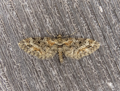 Eupithecia rotundopuncta