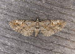 Eupithecia graefii