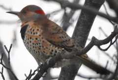 Colaptes auratus luteus