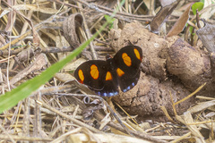 Catonephele numilia penthia