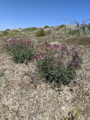 Astragalus mokiacensis