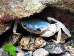 Geothelphusa dehaani