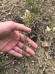 Physaria ovalifolia alba