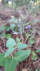 Salvia tricuspidata