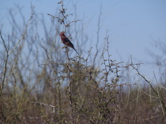 Haemorhous mexicanus