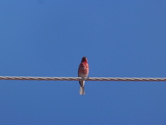 Haemorhous mexicanus