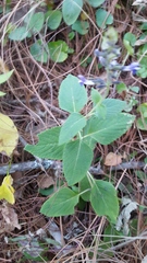 Salvia tricuspidata