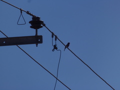 Haemorhous mexicanus