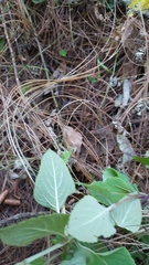 Salvia tricuspidata