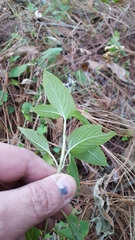 Salvia tricuspidata