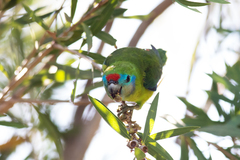 Cyclopsitta diophthalma