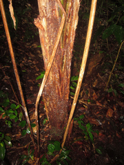 Phenakospermum guyannense