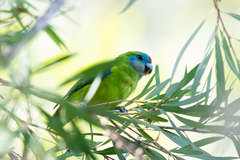 Cyclopsitta diophthalma