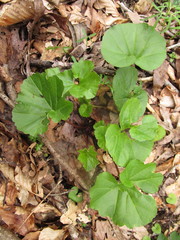 Arnoglossum reniforme