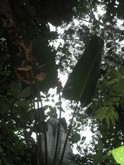 Phenakospermum guyannense