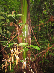 Phenakospermum guyannense