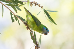 Cyclopsitta diophthalma