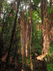 Phenakospermum guyannense