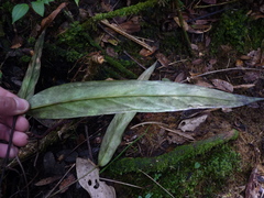 Anthurium valenzuelae