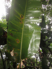 Phenakospermum guyannense