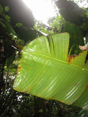 Phenakospermum guyannense