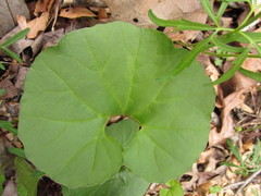 Arnoglossum reniforme