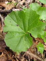 Arnoglossum reniforme