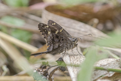 Thorybes dorantes dorantes