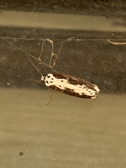 Ethmia semilugens