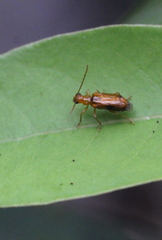 Haplosomoides annamita