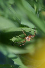Araneae