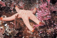 Nectria macrobrachia