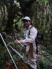 Anthurium valenzuelae