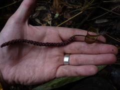Anthurium valenzuelae