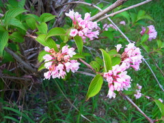 Weigela hortensis