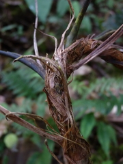 Anthurium valenzuelae